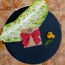 Load image into Gallery viewer, An organic cotton handmade bow hair accessories for kids tied upon a brown card Placed upon a dark blue plate with some leaves aside.